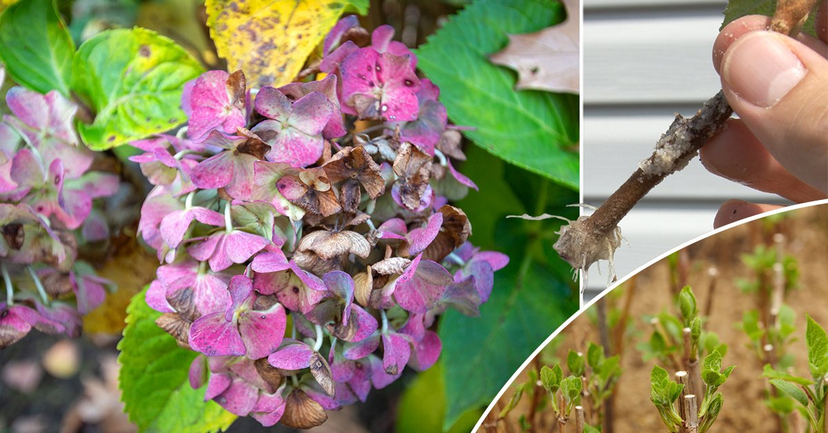 Размножение гортензии черенками – как это правильно делать осенью